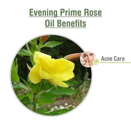 Evening Prime rose Oil