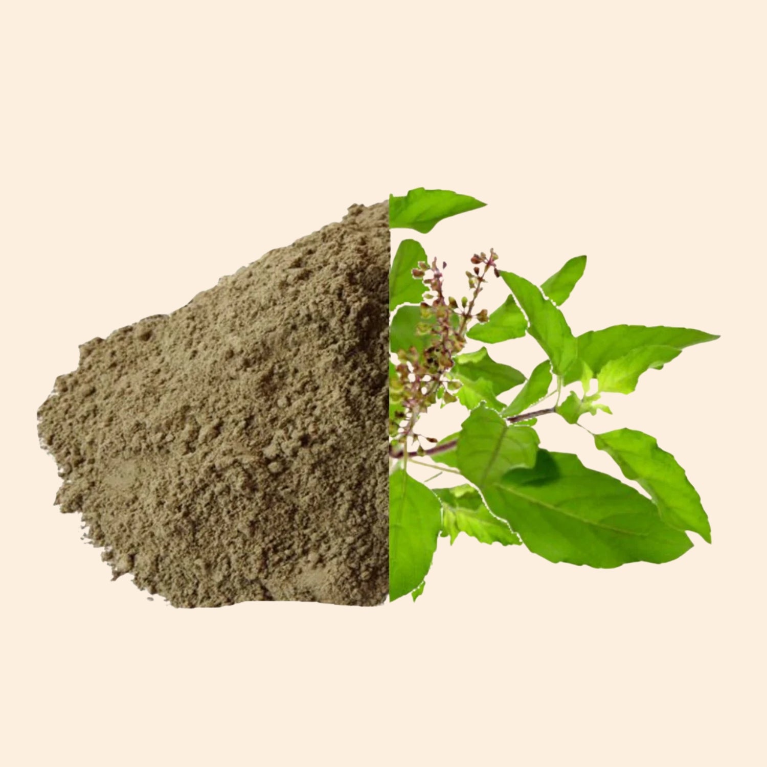 Tulsi Powder