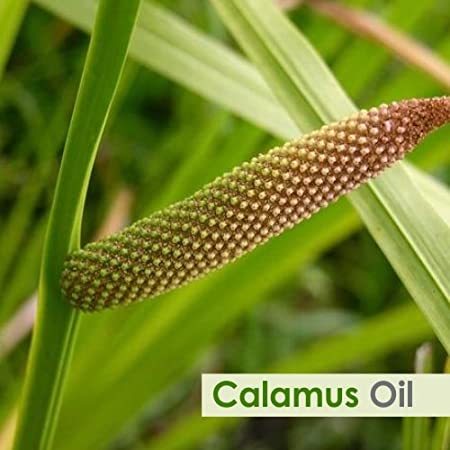 Salvia Natural Essential Oils Calamus Essential Oil