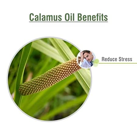 Salvia Natural Essential Oils Calamus Essential Oil