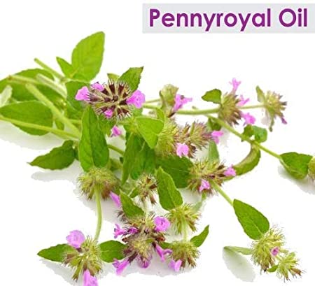 Salvia Natural Essential Oils Pennyroyal Oil (Mentha Pulegium) 100% Natural Pure Essential Oil Fights Germs, Soothes Skin Conditions, Insect Repellent