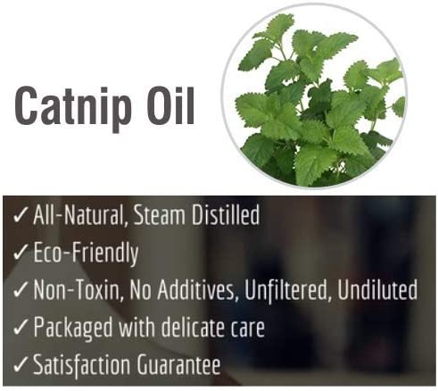 Catnip  Essential Oil