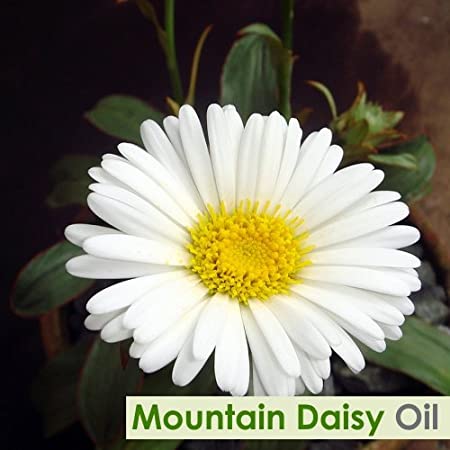 Mountain Daisy  Essential Oil